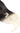 Ombré Clip-in Extensions Fashion Line in Schoko-Dunkelbraun & Platinblond, Länge 45 cm, 100% Echthaar – Rubin Extensions®